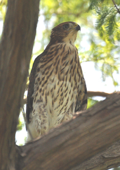 Fledgling